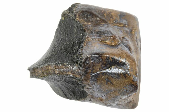Fossil Triceratops Shed Tooth - Wyoming #364350